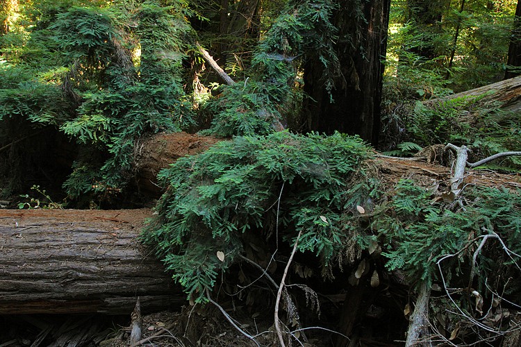 Redwood sprouts on fallen tree
