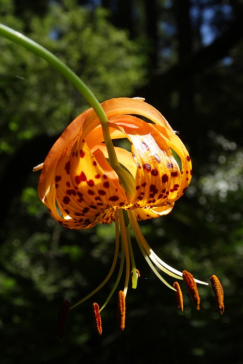 Leopard Lily (Lilium pardalinum)