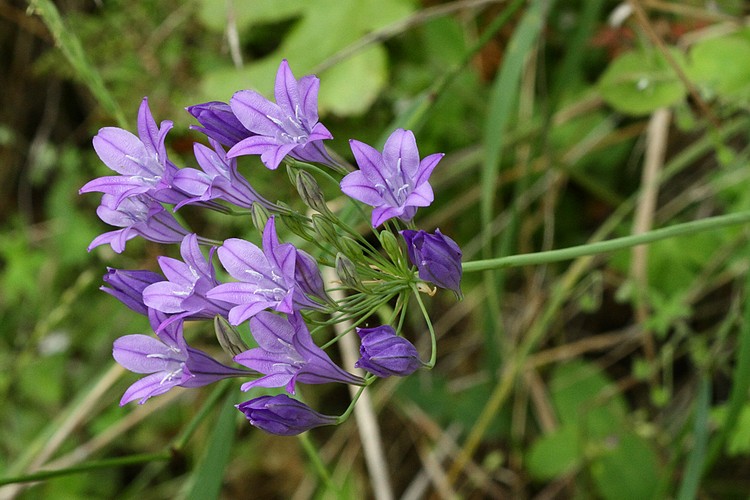 Ithuriels Spear (Triteleia laxa)