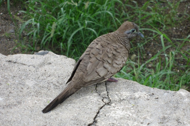 Zebra Dove (Geopelia striata)