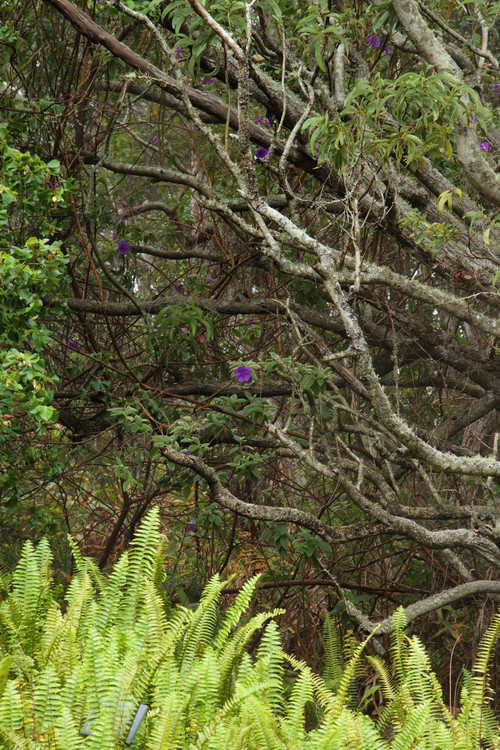 Hawaii Volcanoes National Park
