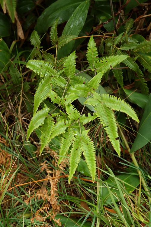 Hawaii Volcanoes National Park