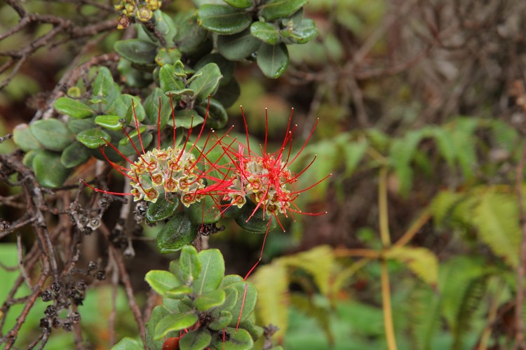 Hawaii Volcanoes National Park