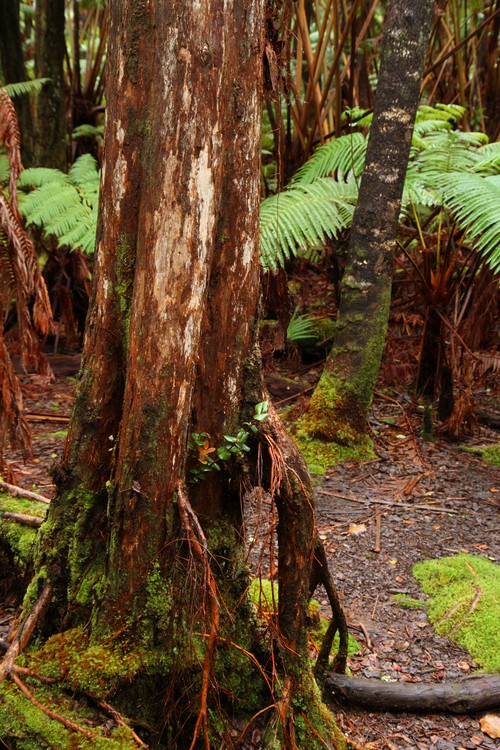 Hawaii Volcanoes National Park