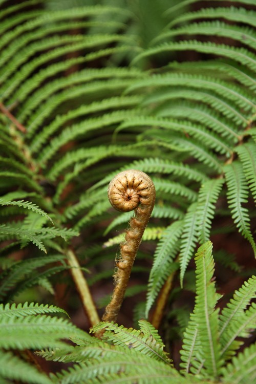 Hawaii Volcanoes National Park