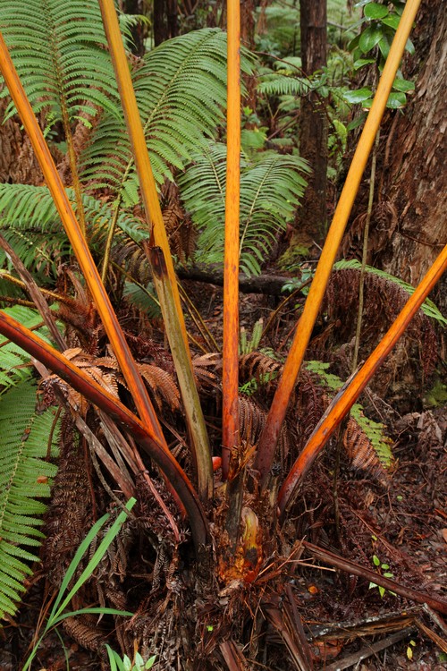 Hawaii Volcanoes National Park