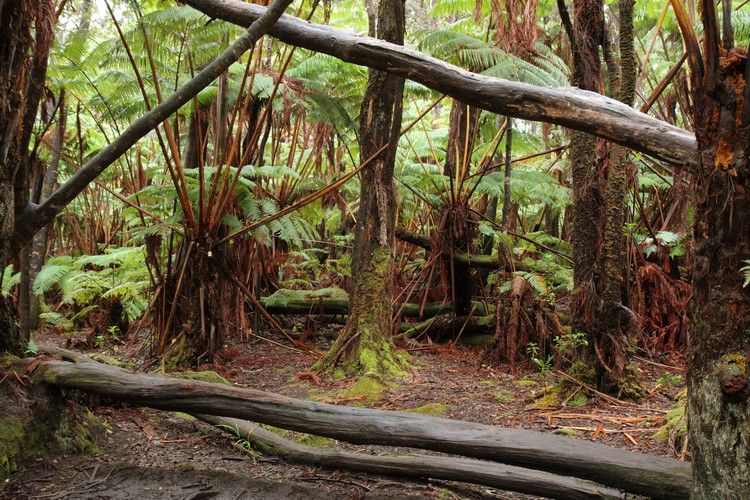 Hawaii Volcanoes National Park