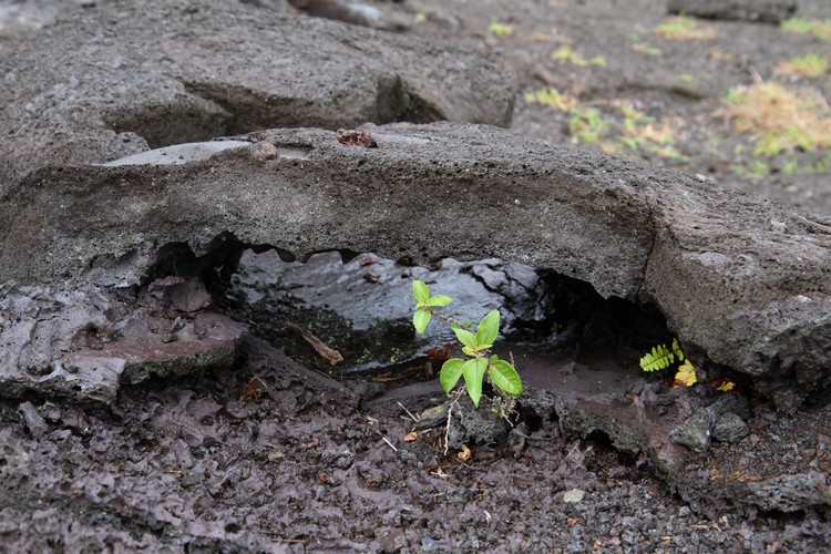 Pauahi Crater (lava flow of 1978)