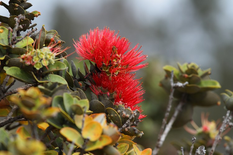 Hawaii Volcanoes National Park
