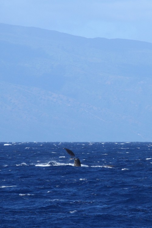 Humpback whale