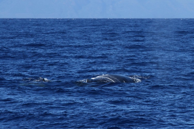 Humpback whales