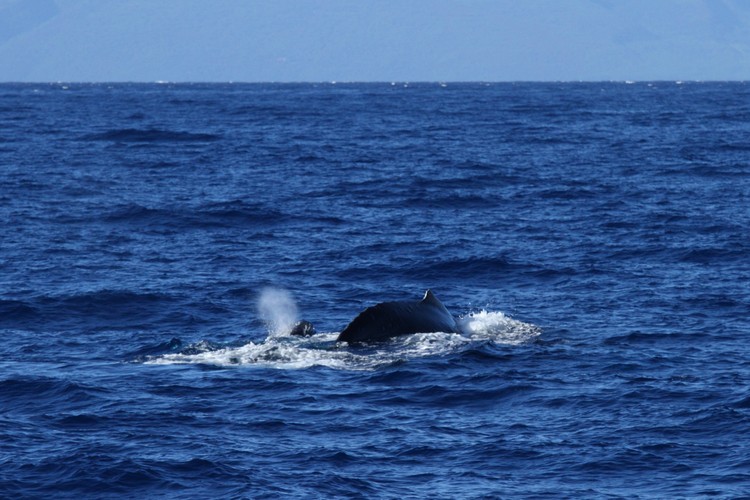 Humpback whales