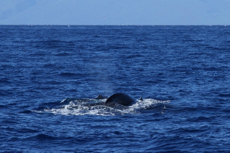 Humpback whales