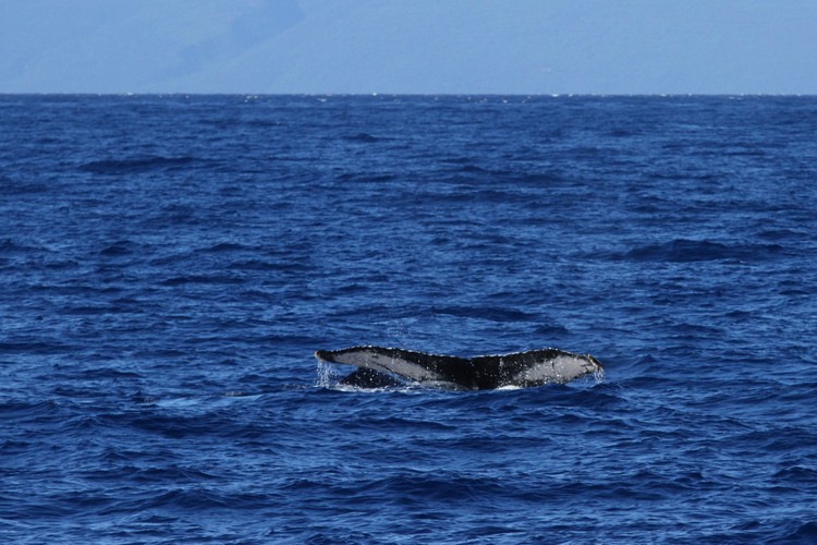 Humpback whales