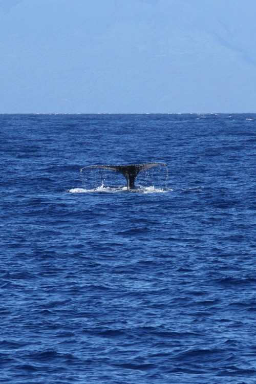 Humpback whale