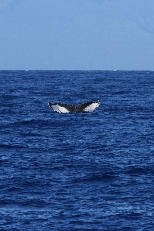 Humpback whale