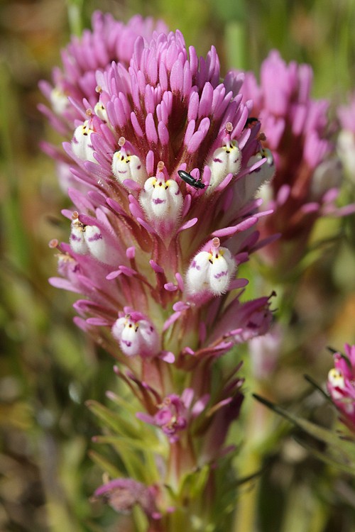 Owl's Clover (Castilleja densiflora)