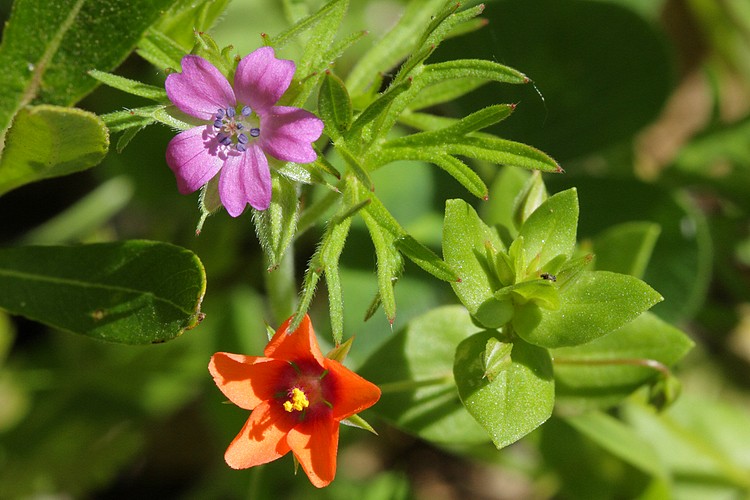 Erodium and Pimpernel