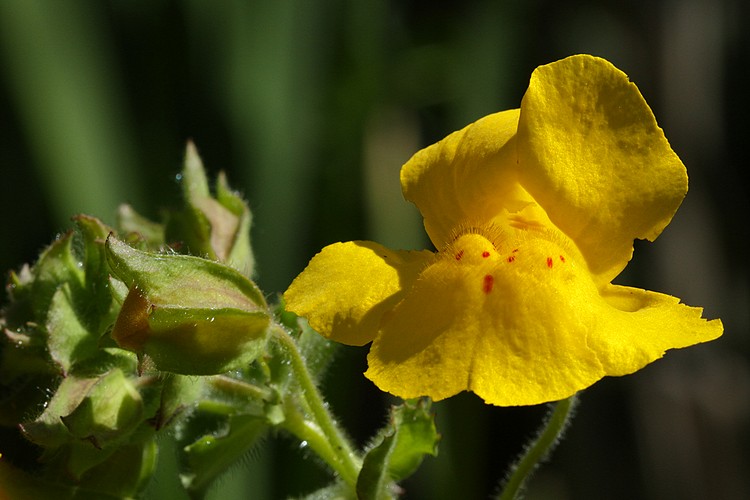 Seep-spring Monkeyflower (Mimulus guttatus)