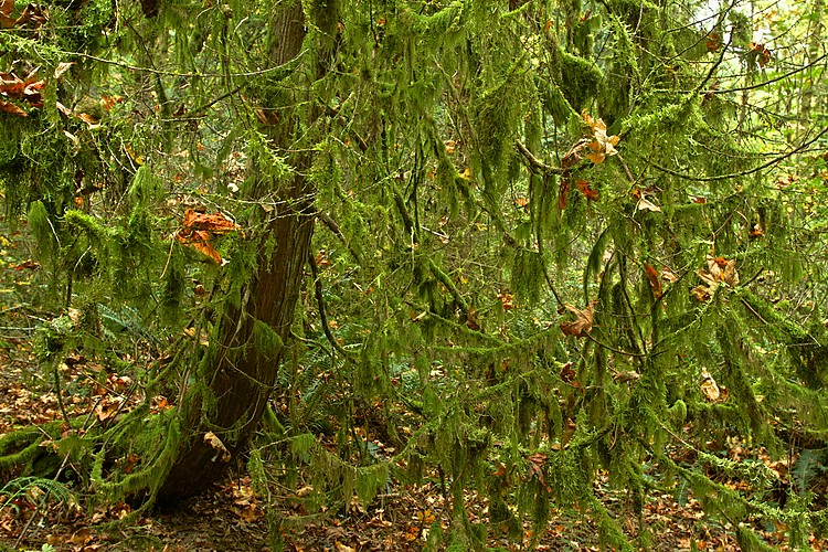 Mossy cedar