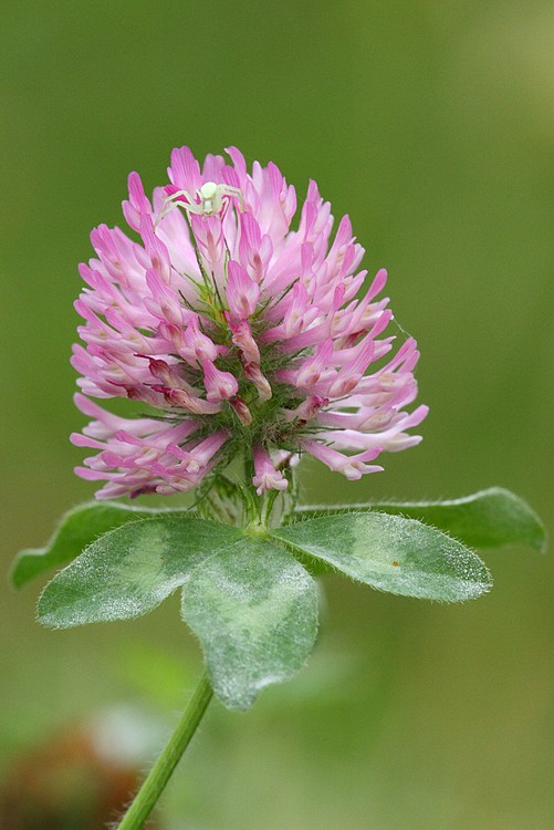 Clover
