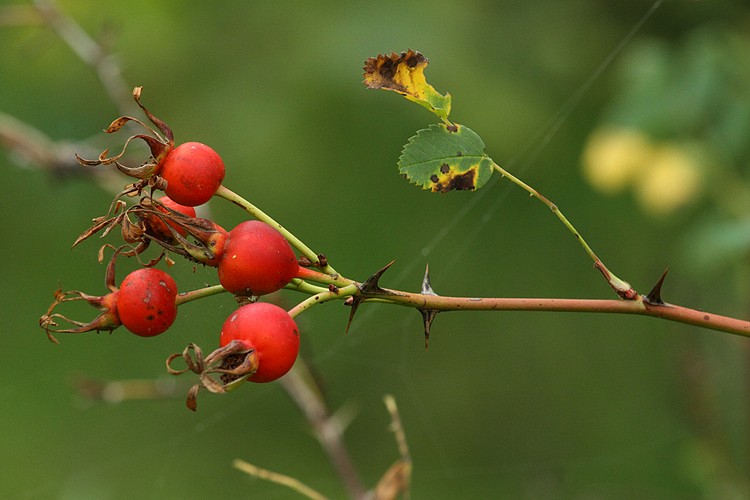 Rose hips