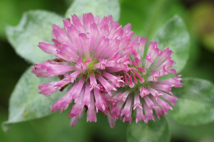 Clover