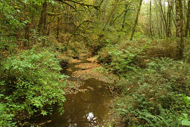 Tryon Creek