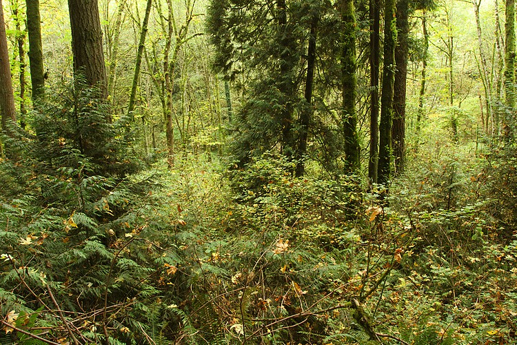 Forest
