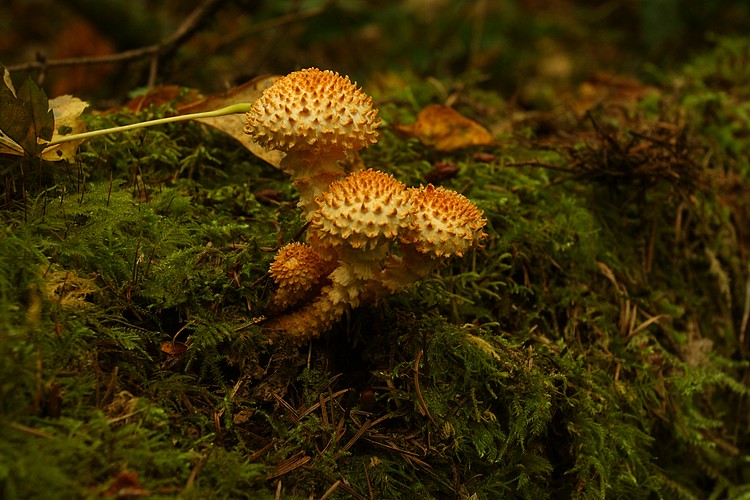 Mushrooms