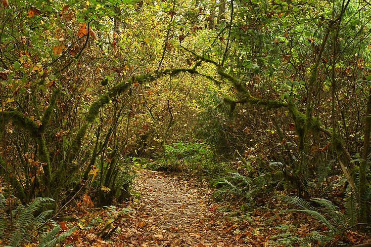 Trail tunnel
