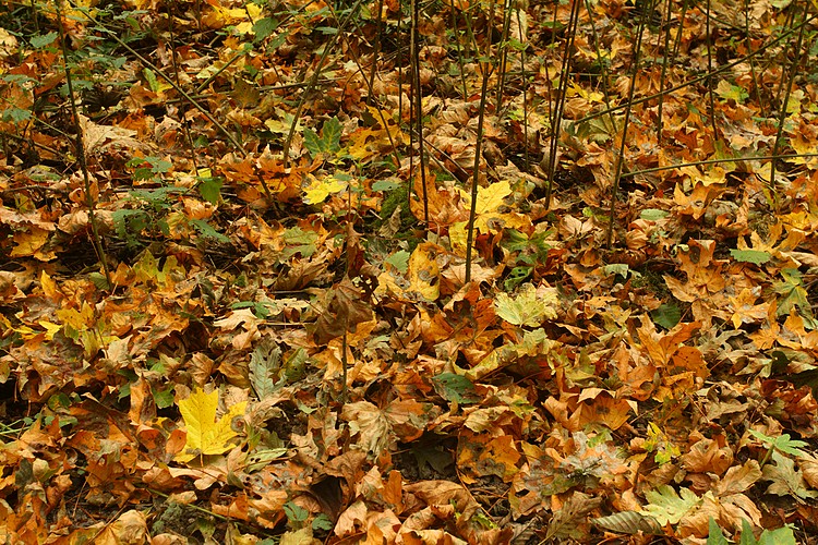 Fallen leaves