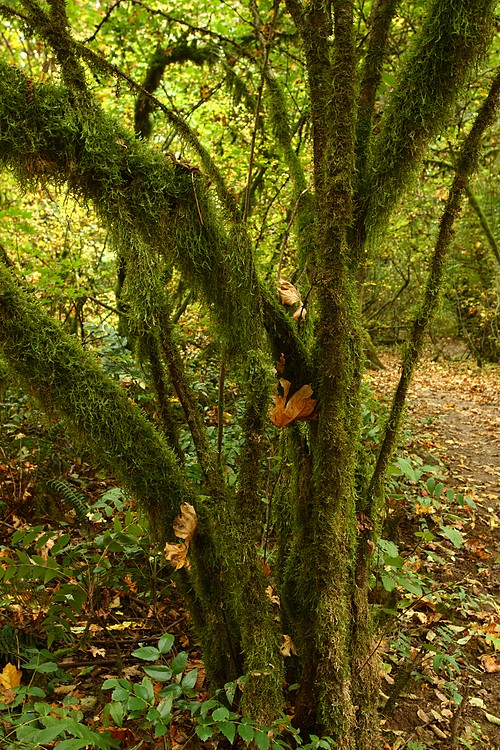 Mossy branches