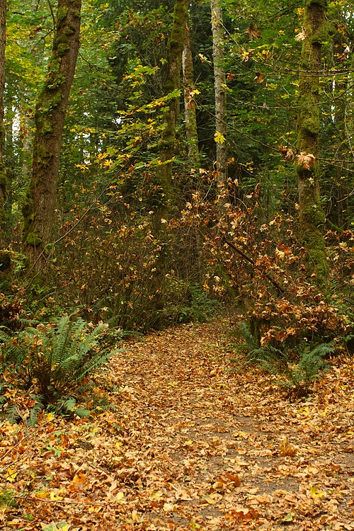 Trail