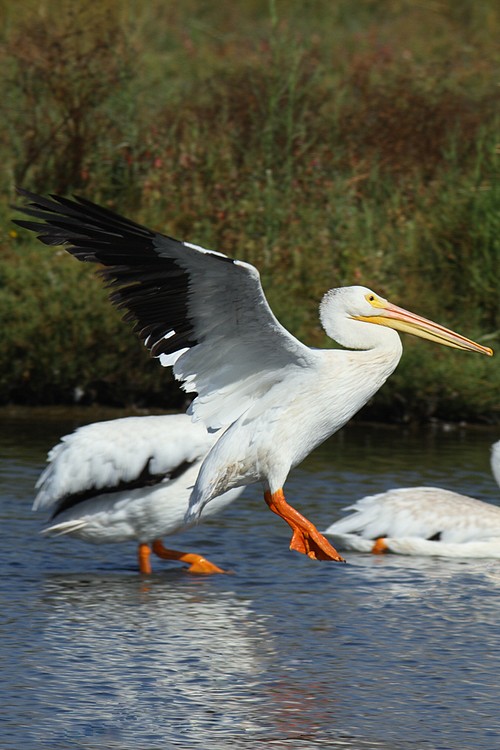 Pelican landing
