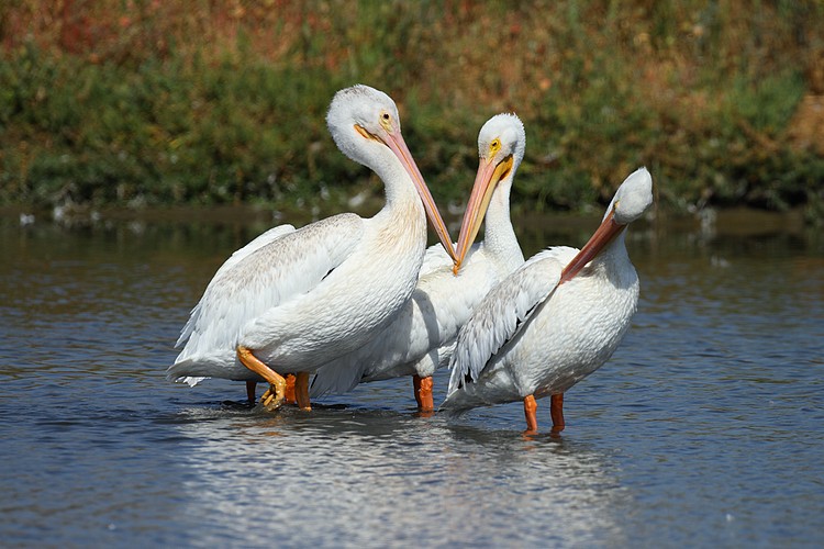 Pelicans