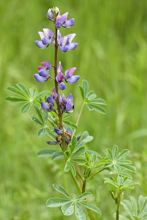 Lupine
