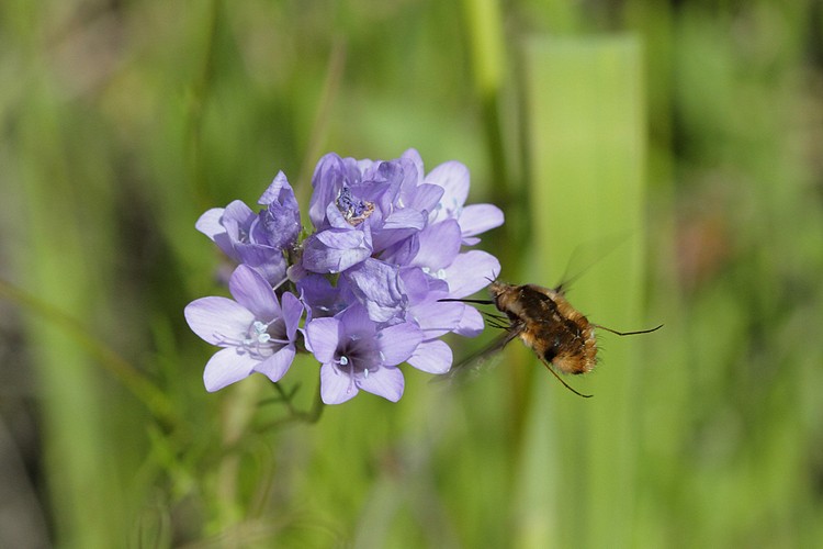 Syrphid fly