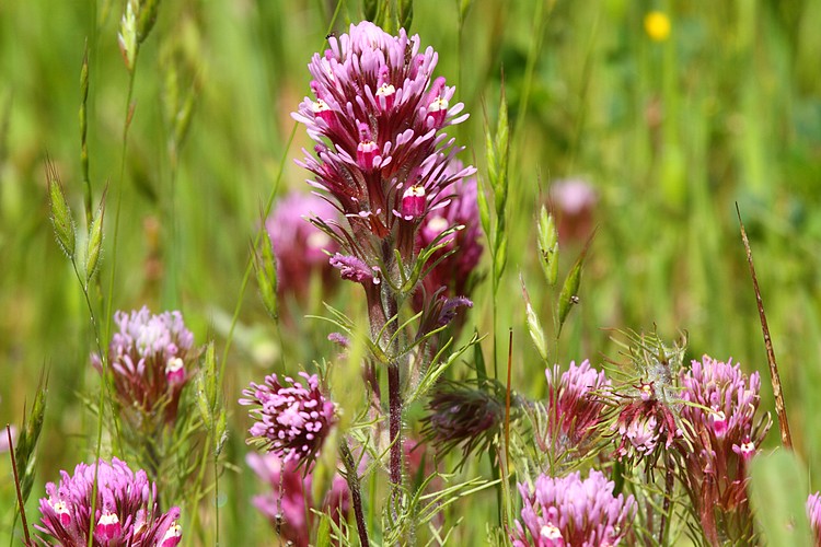 Owl's Clover (Castilleja densiflora)
