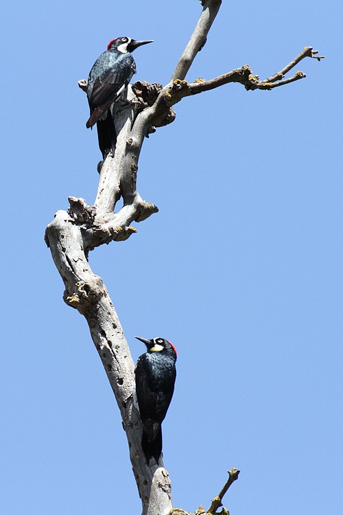 Acorn Woodpeckers (Melanerpes formicivorus)