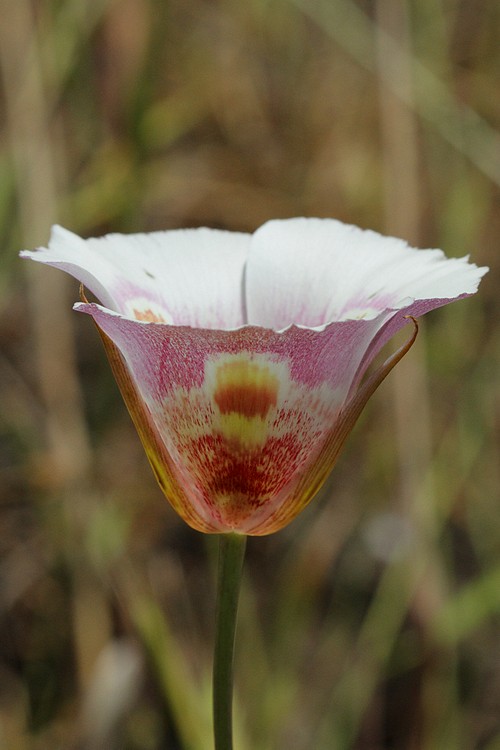 Mariposa Lily