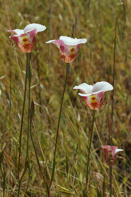 Mariposa Lilies