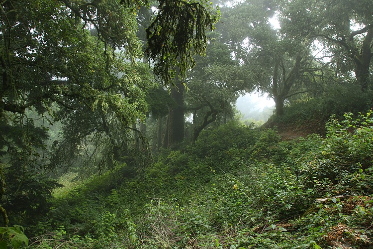 Hamms Gulch Trail
