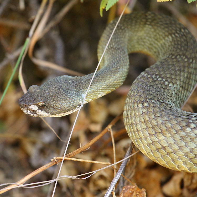 Snake #3 - Northern Pacific Rattlesnake (Crotalus oreganus oreganus)