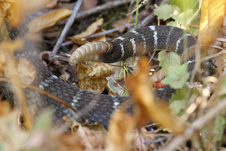 Snake #3 - Northern Pacific Rattlesnake (Crotalus oreganus oreganus)