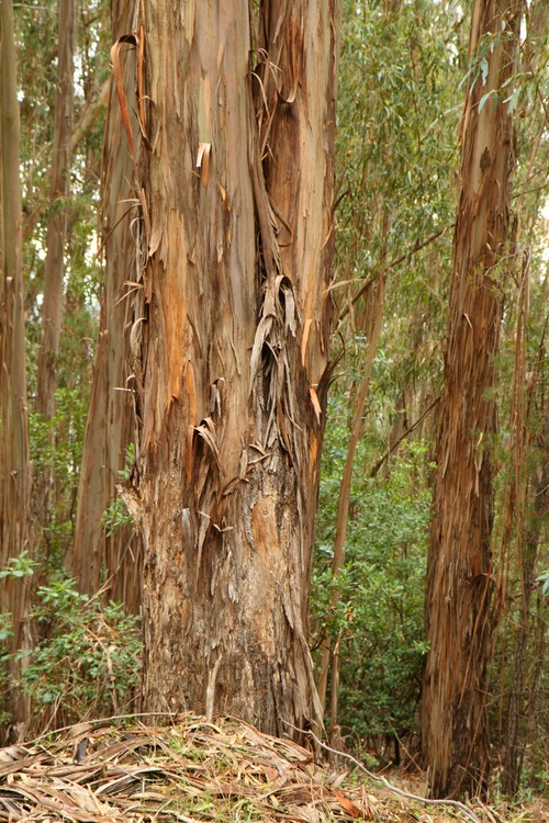 Eucalyptus