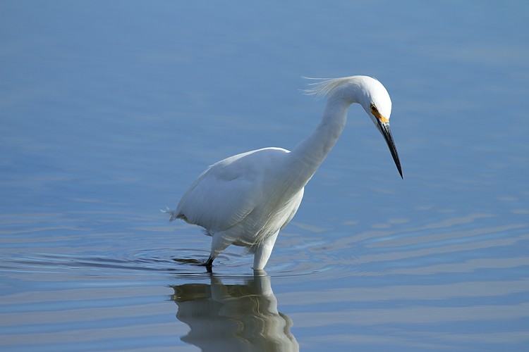 Snowy egret