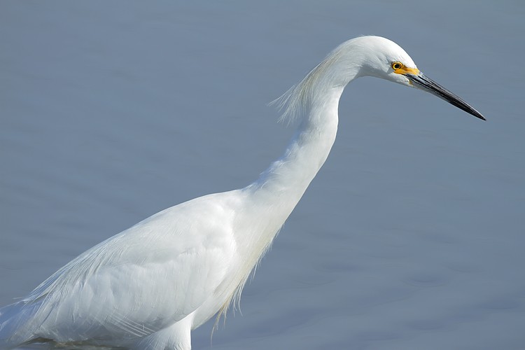 Snowy egret