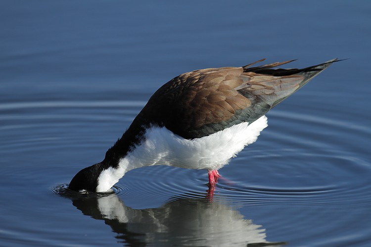 Black-necked stilt