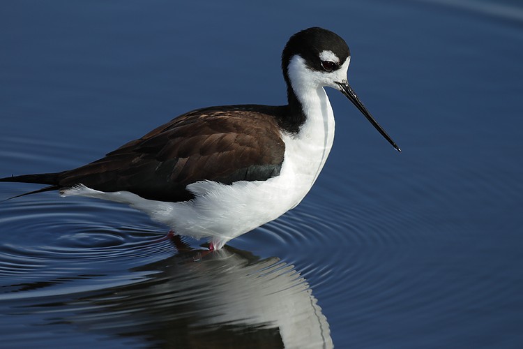 Black-necked stilt